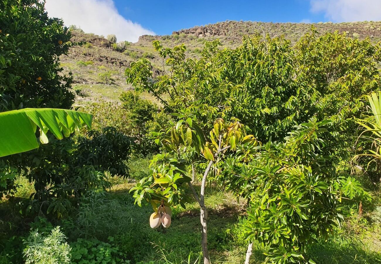 Cottage in San Nicolas de Tolentino - Rural house with paradisiacal surroundings in Tasarte